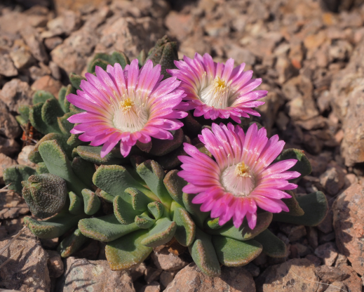 Aloinopsis spathulata  