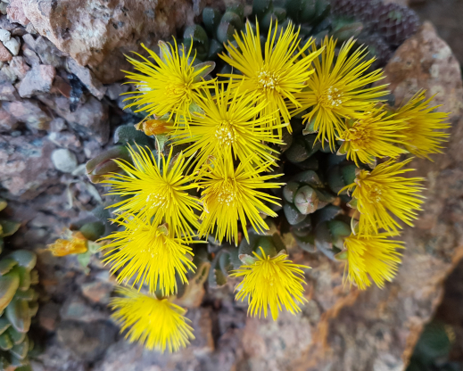 Stomatium mustellinum Stomatium mustellinum