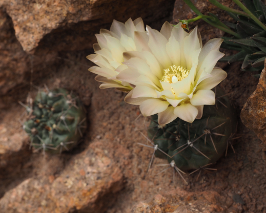 Gymnocalycium gibbosum var. chubutense 