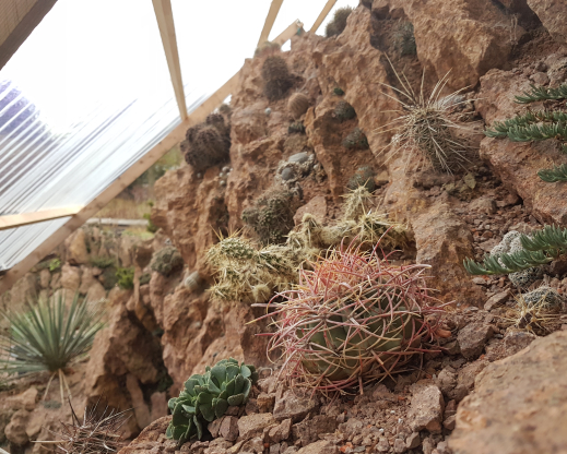 Winter view below a temporarily roofed crevice garden. Ferocactus cylindraceus anticipates spring in the foreground Winter view below a temporarily roofed crevice garden. Ferocactus cylindraceus anticipates spring in the foreground