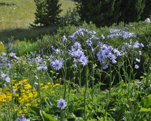 Cicerbita plumieri blooming in the grassland beds. 