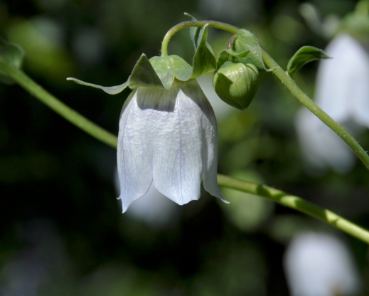 Codonopsis clematidea