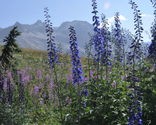 Delphinium elatum