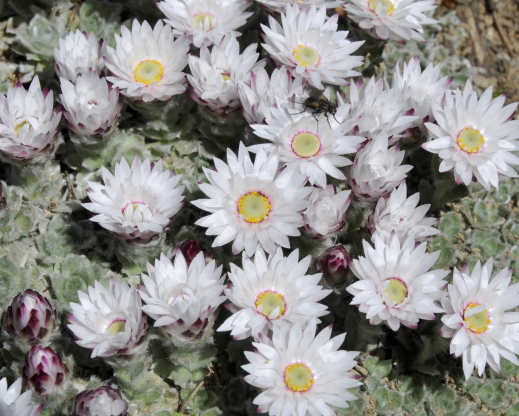 Helichrysum milfordiae