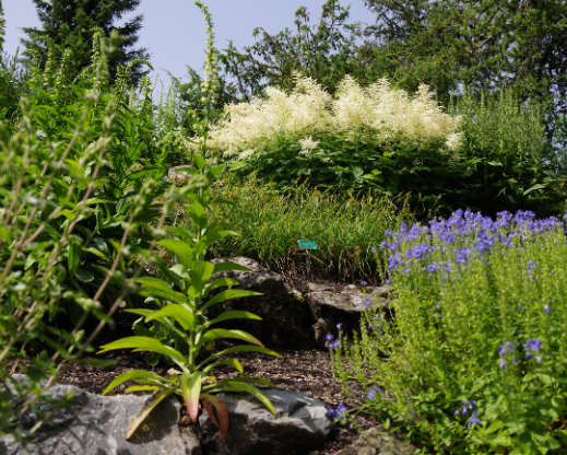 Teucrium, Digitalis and Veronica help the great plumes of Aruncus to show off in the European garden.  