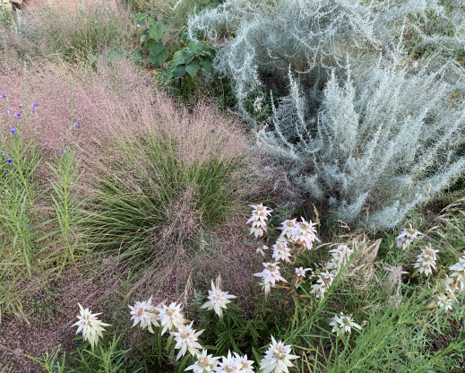 Muhlenbergia reverchonii ‘Undaunted’ and Artemisia filifolia with a speckling of Monarda punctata and Salvia reptans ‘Autumn Sapphire’
