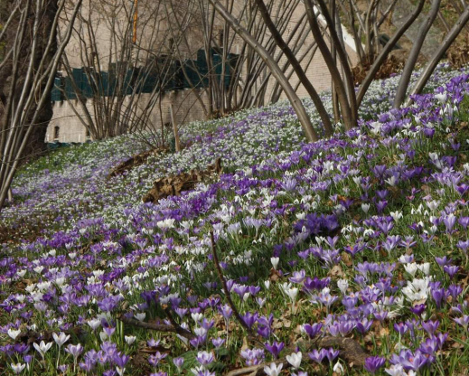 Stinzenplanten growing on a slope with Corylus as the overstory. Photo provided by Utrecht Botanic Gardens.