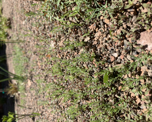 Seedling emergence May, 2021