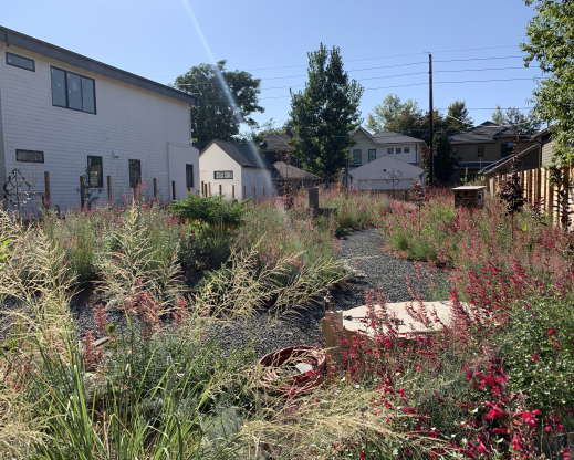 The late-summer crescendo of  Windwalker royal red salvia