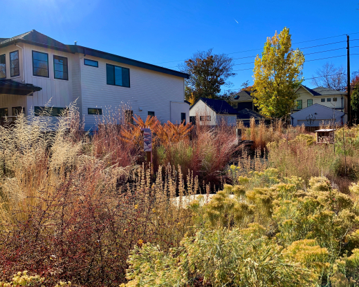 The slow burn of autumn in November 2021 with  contrasts of Schizachyrium scoparium ‘Twilight Zone’ and Symphyotrichum lateriflorus ‘Lady in Black’