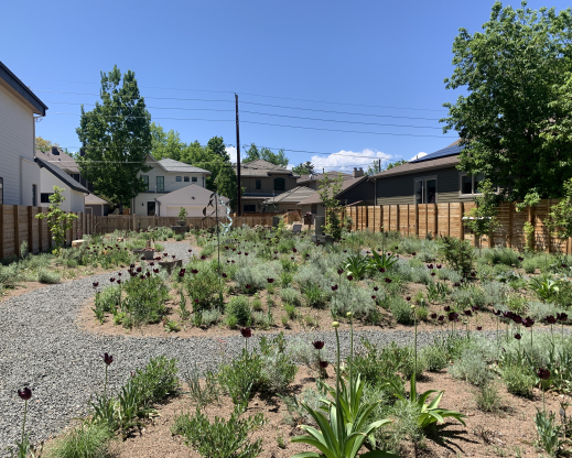 Tulipa ‘Black Parrot’ was planted across the property to provide unity