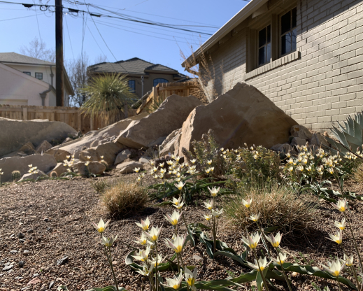 Tulipa turkestanica in April, 2021