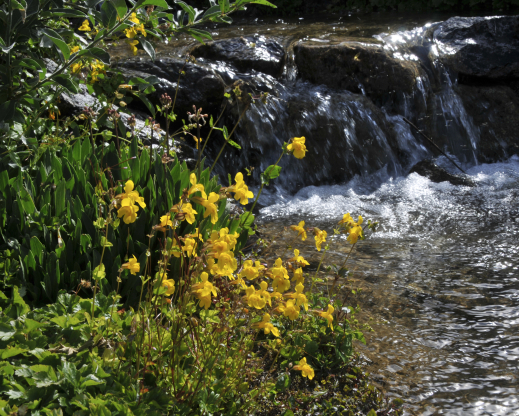 Yellow Mimulus sp. blooming by a waterfall