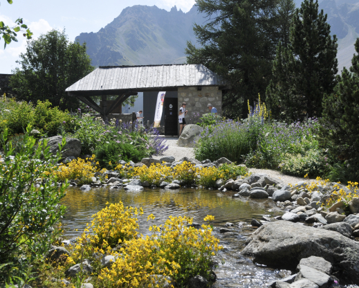 Mimulus sp. blooms at the entrance to the American section of the garden.