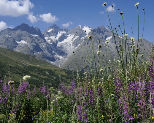 La Meije with fireweed (Epilobium angustifolium) and  Cephalaria gigantea in the foreground