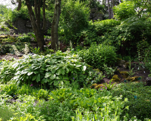 A pine hangs over moisture-loving Primula in the Asian garden