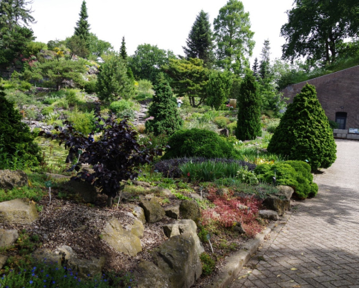 The old cultivar beds