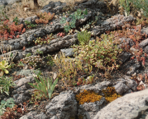 Concrete crevices make great homes for many rock garden plants. Concrete crevices make great homes for many rock garden plants.