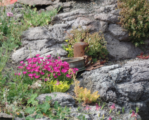 Concrete crevices make great homes for many rock garden plants. Concrete crevices make great homes for many rock garden plants.
