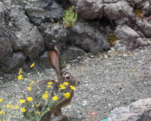 A jackrabbit visiting the garden A jackrabbit visiting the garden