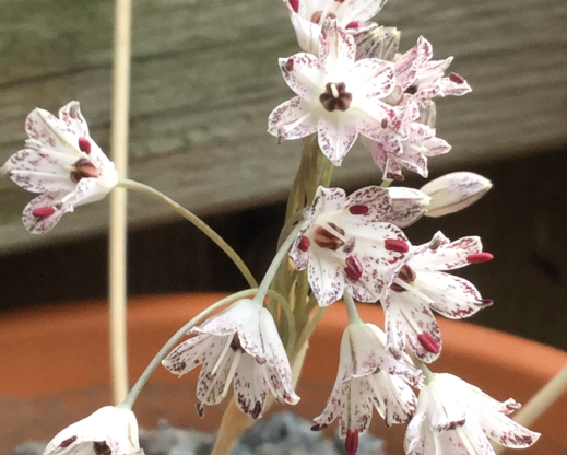 Allium callimischon subsp. haemostictum 
