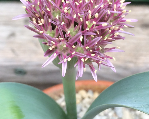Allium materculae