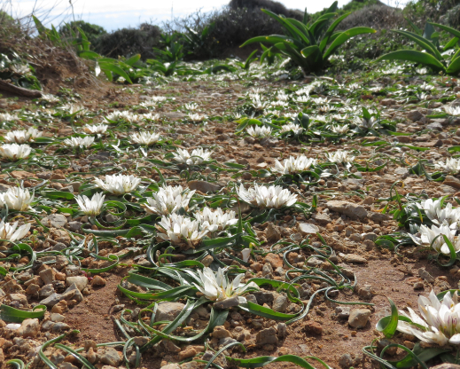 Androcymbium rechingeri covers the ground of Elafonisi in western Crete Androcymbium rechingeri covers the ground of Elafonisi in western Crete