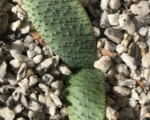 Brunsvigia namaquana 