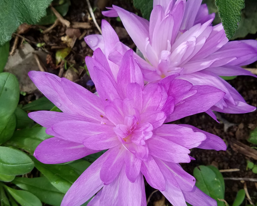 Colchicum ‘Waterlily’