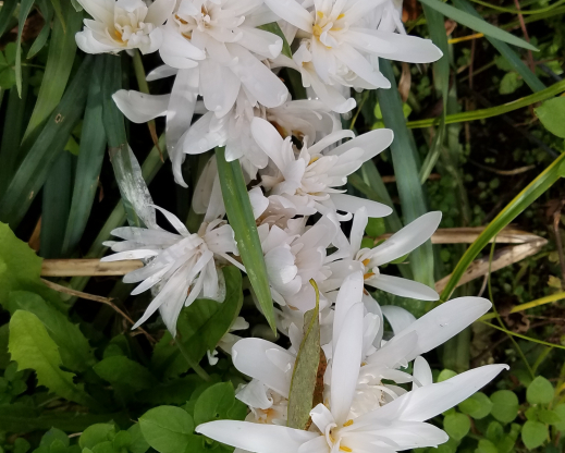 C. autumnale ‘Alboplenum’