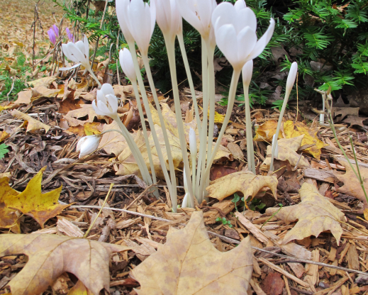Colchicum autumnale ‘Album’