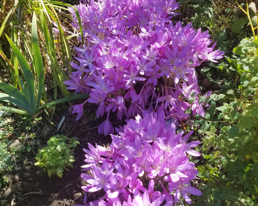 C. autumnale ‘Nancy Lindsay’