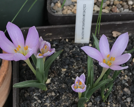 Colchicum hungaricum ‘Valentine’