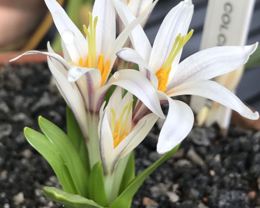 Colchicum kesselringii
