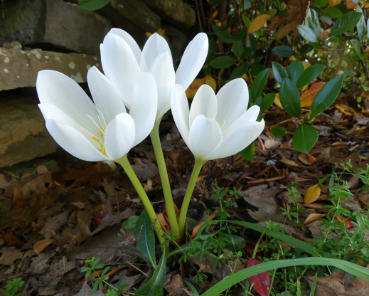 Colchicum speciosum ‘Album’