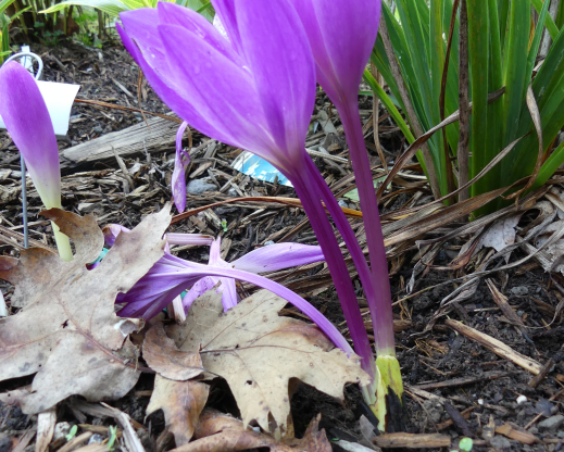 Colchicum speciosum 'Atrorubens'