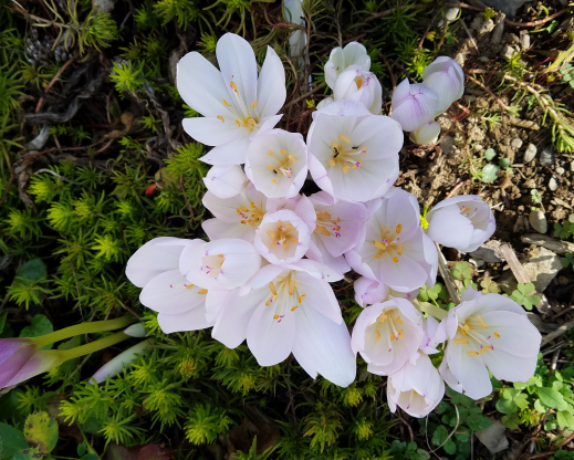 C. x byzantinum ‘Innocence’