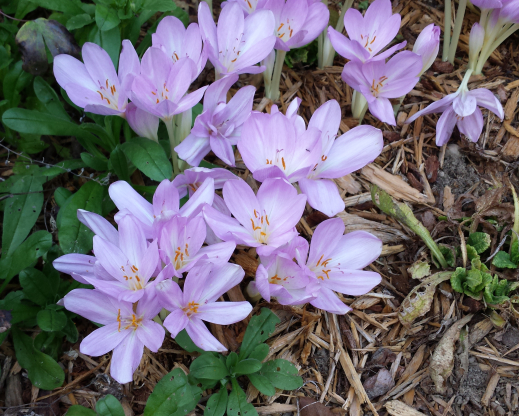 Colchicum x byzantinum 