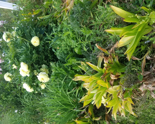 fading foliage in the spring garden