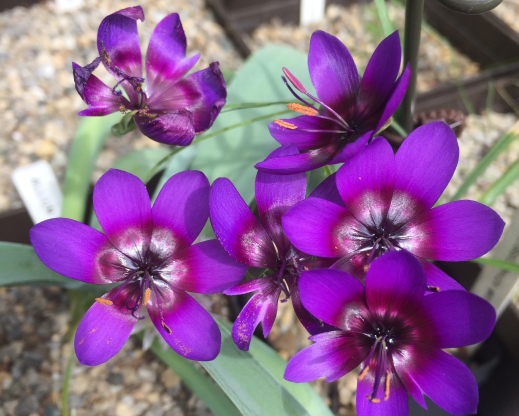 Geissorhiza monanthos