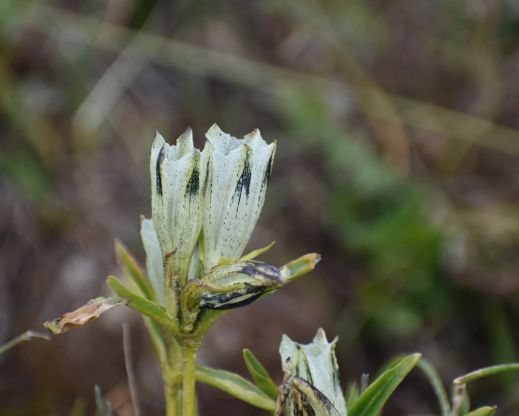 Gentiana algida 