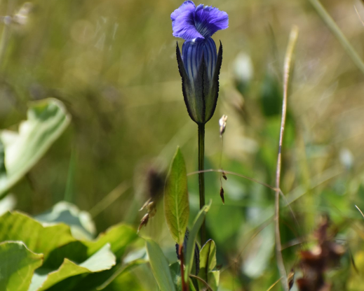 Gentianopsis thermalis