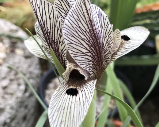 Iris acutiloba subsp. lineolata