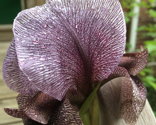 Iris kirkwoodiae