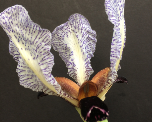 Iris paradoxa forma choschab