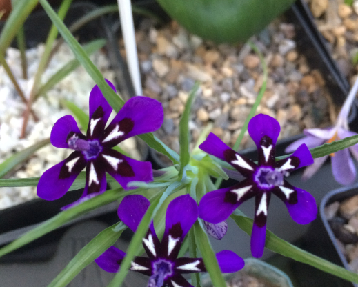 Lapeirousia oreogena