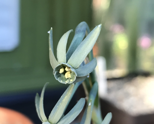 Narcissus viridiflorus