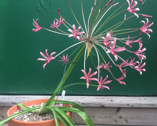 Nerine laticoma ssp. huttoniae 