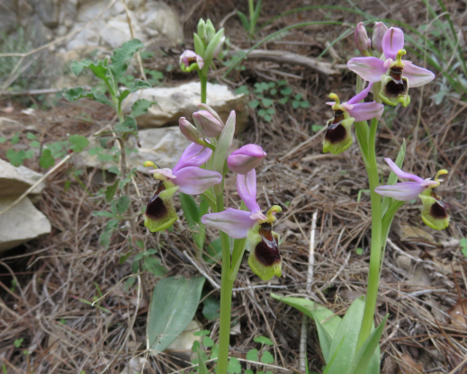 Ophrys tenthredinifera, one of the many orchid species on Mt.Hymettus