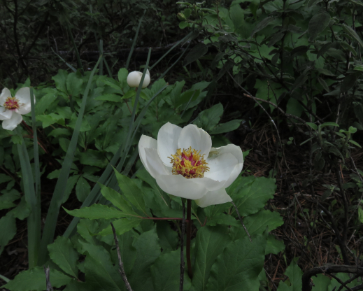 The cinnamon scented blooms of Paeonia rhodia The cinnamon scented blooms of Paeonia rhodia